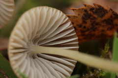 Mycena olivaceomarginata