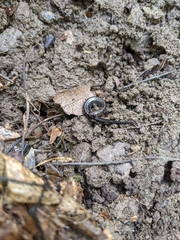 Plethodon electromorphus