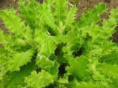 Berkheya robusta