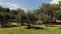 Olea europaea