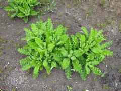 Berkheya robusta