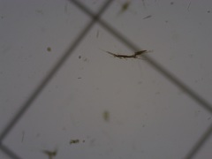 Aphanizomenon flosaquae