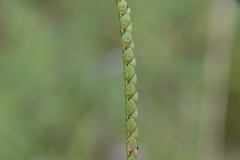 Paspalum laeve