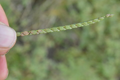 Paspalum laeve