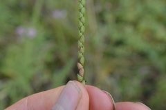 Paspalum laeve
