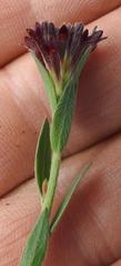 Gnidia gymnostachya