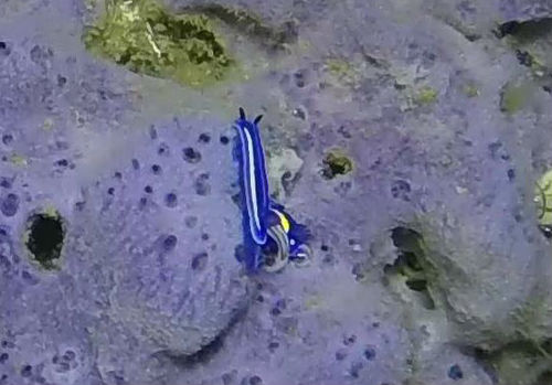 Neptunazurea porterae