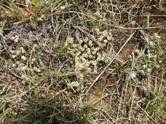 Helichrysum caespititium