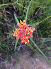 Asclepias lanceolata