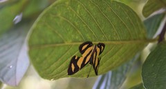 Baeotis zonata zonata