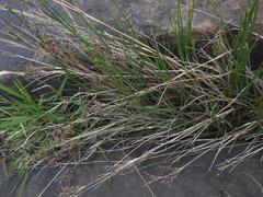 Juncus exsertus