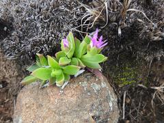 Delosperma carolinense