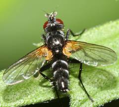 Phyllomya volvulus