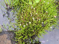 Limosella longiflora