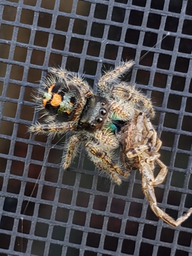 Bold Jumping Spider photographed in Delaware