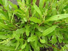 Rumex lanceolatus