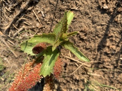Acalypha angustata