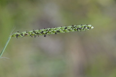 Paspalum pubiflorum pubiflorum