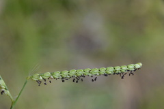 Paspalum pubiflorum pubiflorum