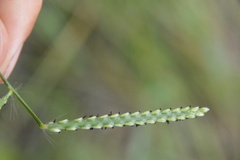 Paspalum pubiflorum pubiflorum