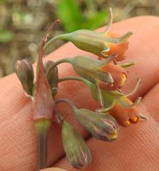 Tulbaghia ludwigiana