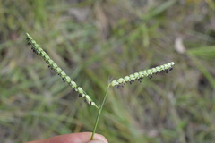 Paspalum pubiflorum pubiflorum