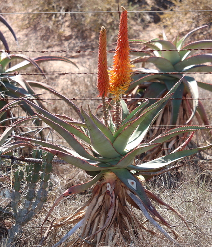 Uitenhage aloe (Aloe africana)