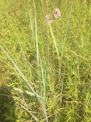 Sporobolus michauxianus