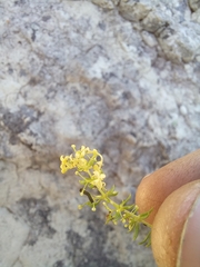 Galium capense capense