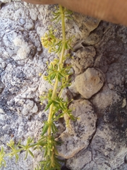 Galium capense capense