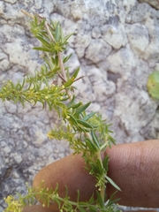 Galium capense capense