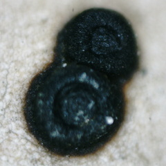 Umbilicaria spodochroa