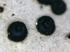 Umbilicaria spodochroa