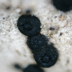 Umbilicaria spodochroa
