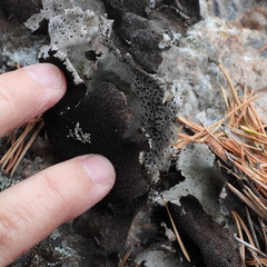 Umbilicaria spodochroa