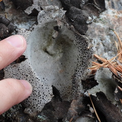 Umbilicaria spodochroa