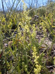 Galium capense capense