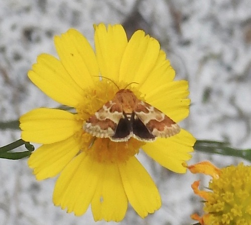 Golden Aster Flower Moth
