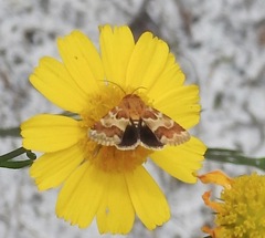 Schinia tuberculum