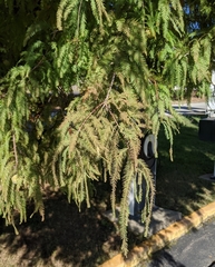 Taxodium distichum
