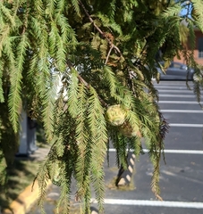 Taxodium distichum