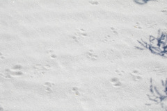 Spilogale gracilis