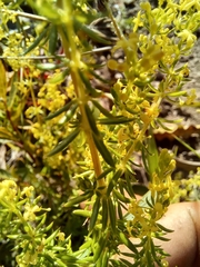 Galium capense capense