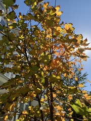 Acer