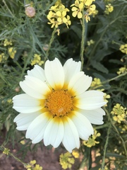 Glebionis coronaria discolor