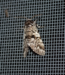 Panthea acronyctoides