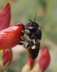 Megachile conjuncta