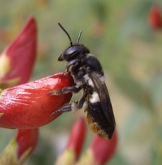 Megachile conjuncta