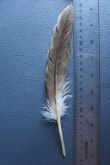 Pelecaniformes