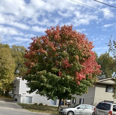 Acer